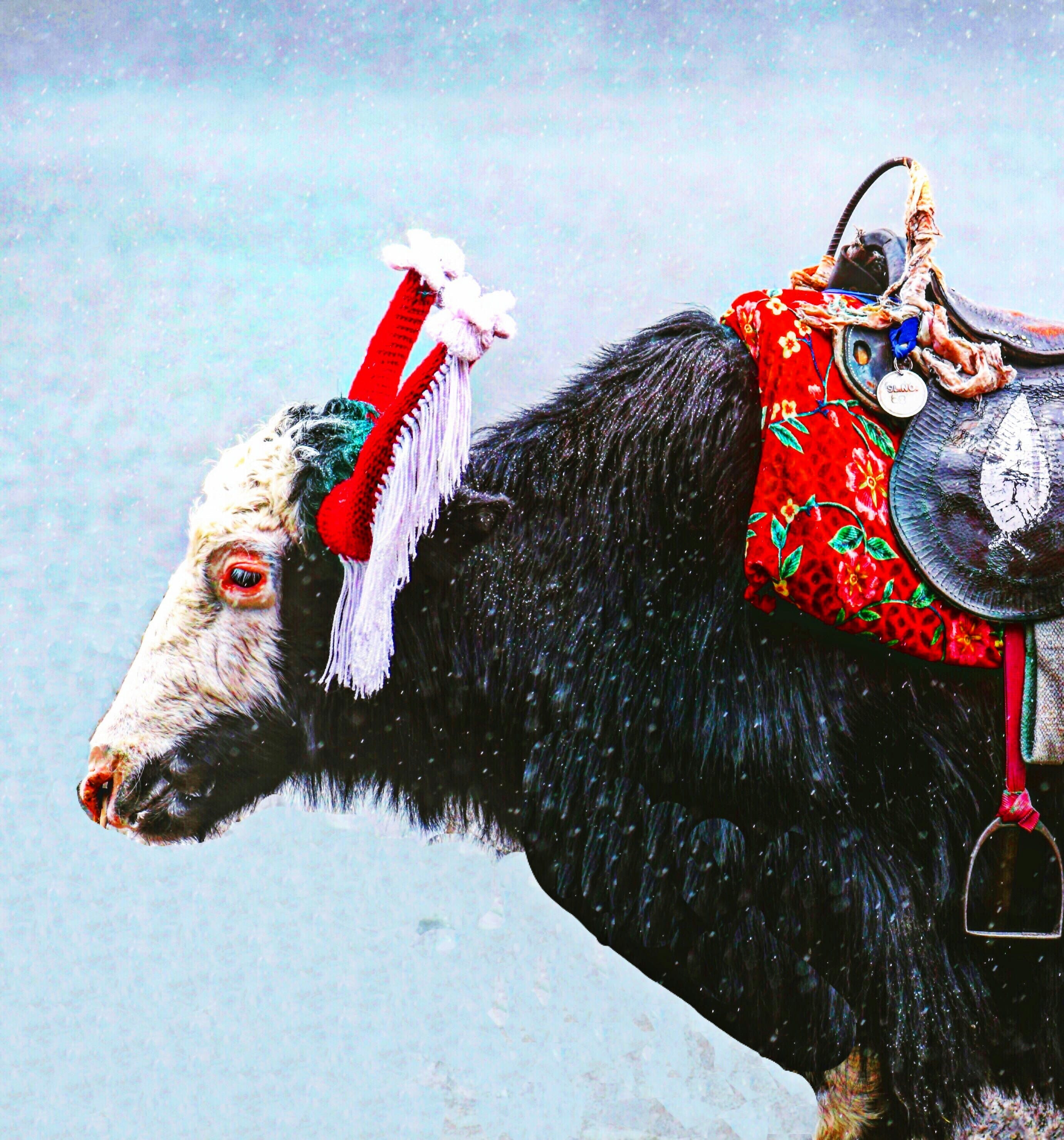 Custom Sikkim Tour Packages